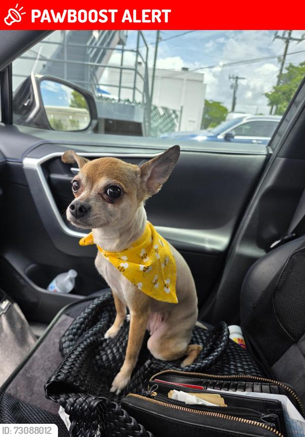Lost Female Dog last seen Near st 90th, Miami-Dade County, FL 33165