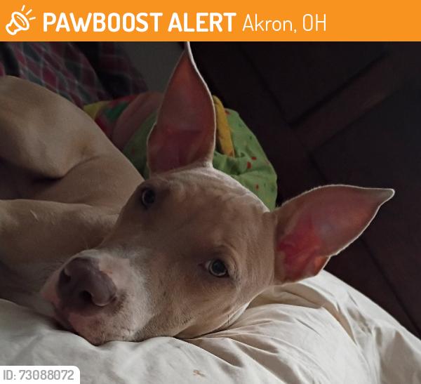 Found/Stray Female Dog last seen Brown st Akron Ohio, Akron, OH 44301