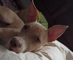 Found/Stray Female Dog last seen Brown st Akron Ohio, Akron, OH 44301