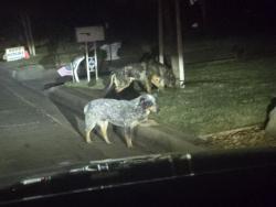 Found/Stray Unknown Dog last seen 5oth West and Ave M12, Quartz Hill, CA 93536
