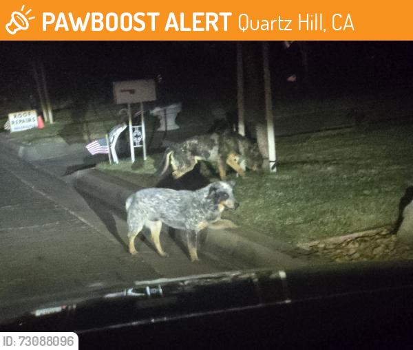Found/Stray Unknown Dog last seen 5oth West and Ave M12, Quartz Hill, CA 93536
