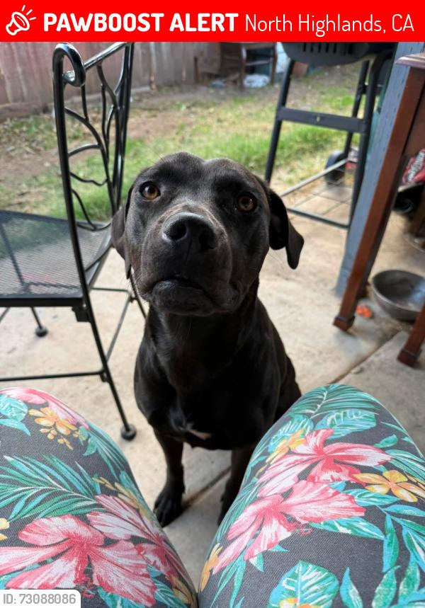 Lost Female Dog last seen A street, North Highlands, CA 95660