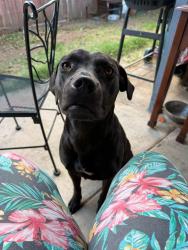 Lost Female Dog last seen A street, North Highlands, CA 95660
