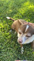 Reunited Female Dog last seen San Antonio and Belmont in Ontario, by Phillips, Ontario, CA 91762