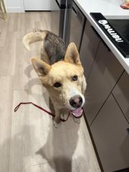 Found/Stray Male Dog last seen N 23rd and W Butler dr, Phoenix, AZ 85021
