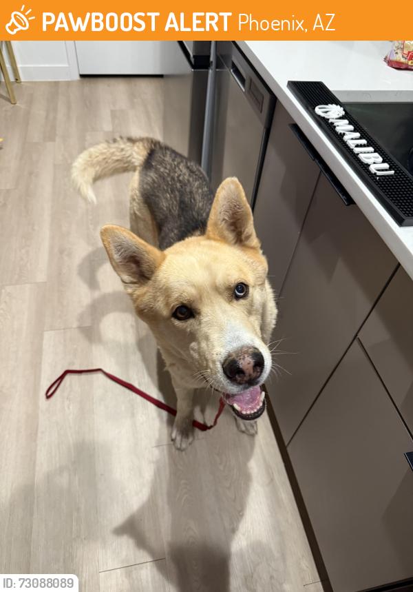 Found/Stray Male Dog last seen N 23rd and W Butler dr, Phoenix, AZ 85021