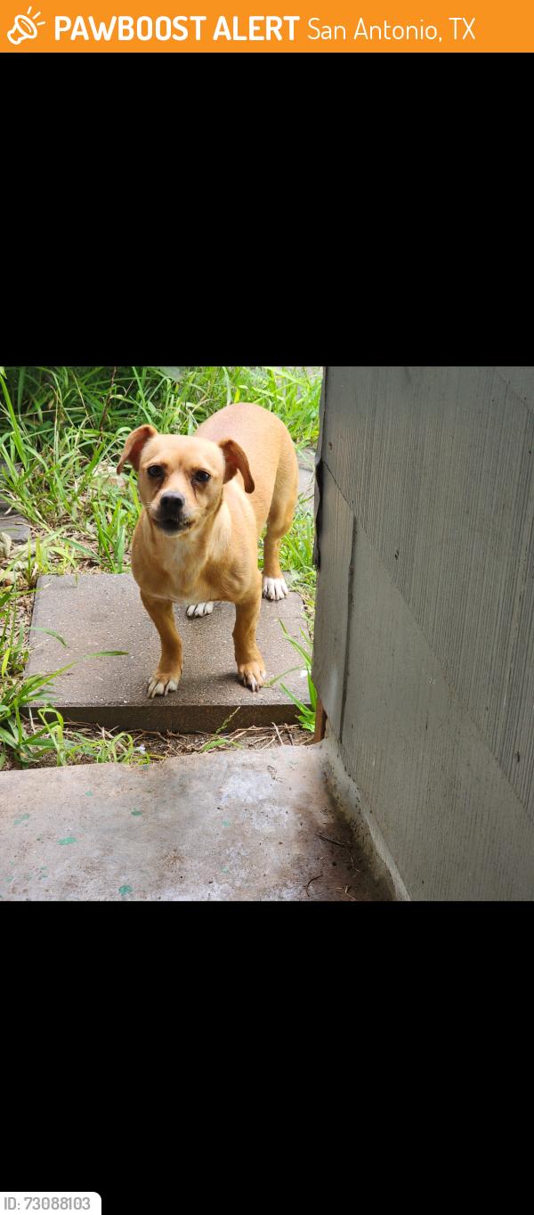 Found/Stray Female Dog last seen West avenue & Basse, San Antonio, TX 78213