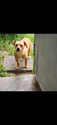 Found/Stray Female Dog last seen West avenue & Basse, San Antonio, TX 78213