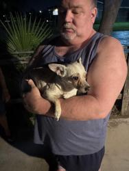 Found/Stray Female Dog last seen Arrow oleander, Fontana, CA 92335
