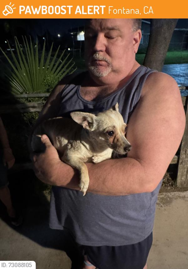 Found/Stray Female Dog last seen Arrow oleander, Fontana, CA 92335