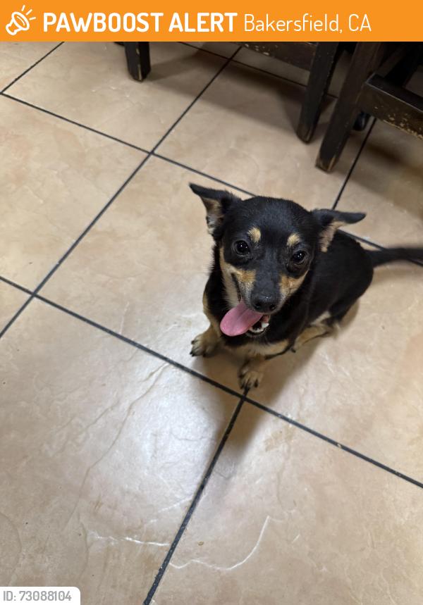 Found/Stray Female Dog last seen Rosedale Hwy and Jewetta, Bakersfield, CA 93301