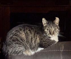 Lost Female Cat last seen van nuys /pacomia, Los Angeles, CA 91342