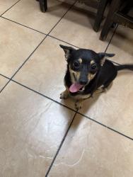 Found/Stray Female Dog last seen Rosedale Hwy and Jewetta, Bakersfield, CA 93301
