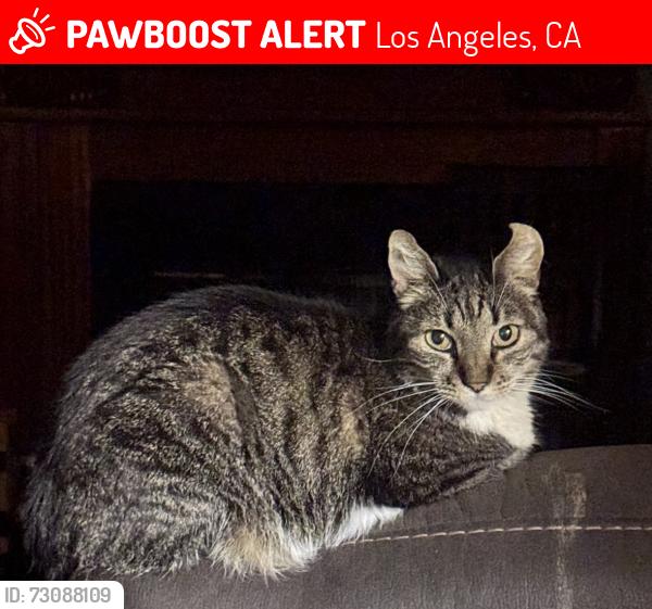 Lost Female Cat last seen van nuys /pacomia, Los Angeles, CA 91342