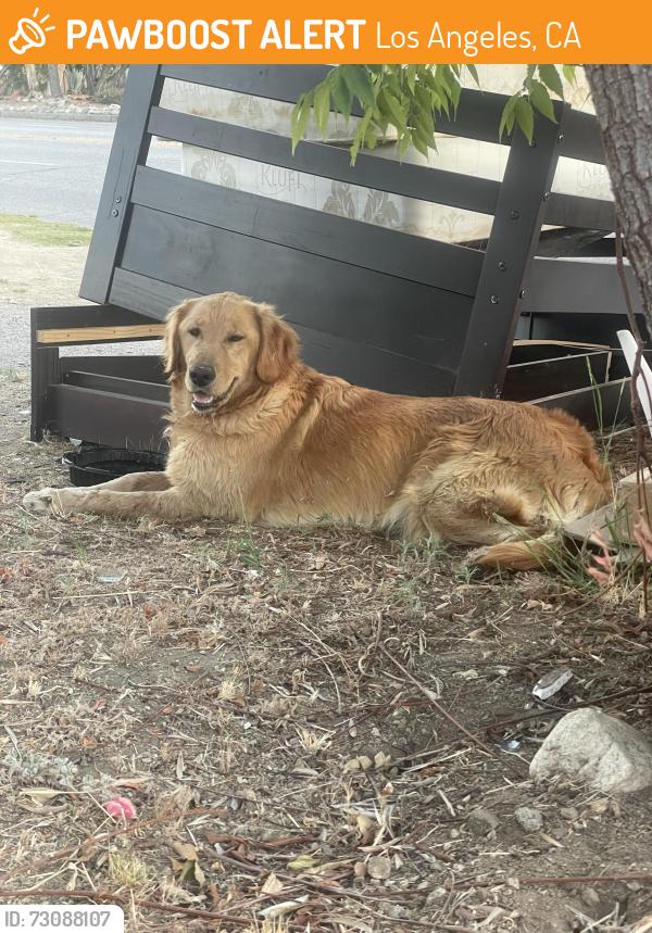 Found/Stray Female Dog last seen GLENOAKS and foothill, Los Angeles, CA 91342