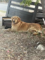 Found/Stray Female Dog last seen GLENOAKS and foothill, Los Angeles, CA 91342
