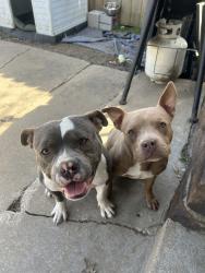 Lost Unknown Dog last seen 31st and garnett, Tulsa, OK 74134