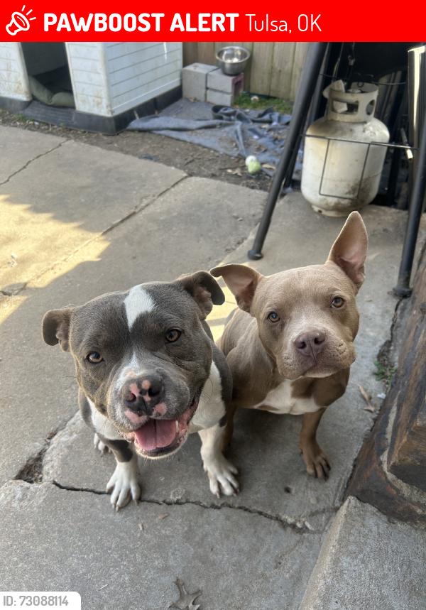 Lost Unknown Dog last seen 31st and garnett, Tulsa, OK 74134
