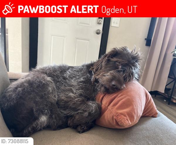 Lost Female Dog last seen Ogden bike park and 9th st climbing area, Ogden, UT 84404
