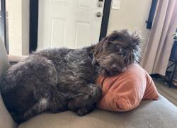Lost Female Dog last seen Ogden bike park and 9th st climbing area, Ogden, UT 84404