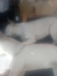 Lost Female Dog last seen Columbia and 1400 research Park Dr, Riverside, CA 92507