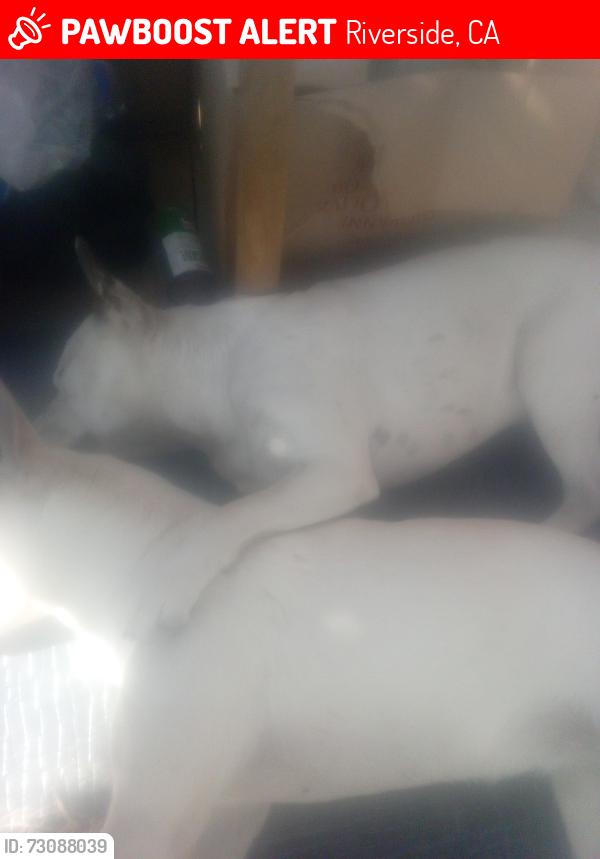 Lost Female Dog last seen Columbia and 1400 research Park Dr, Riverside, CA 92507