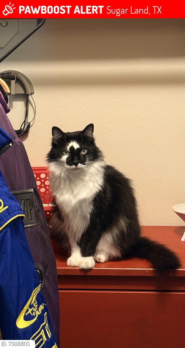 Lost Male Cat last seen Burkdale Dr & Rosstown Ct, Sugar Land, TX 77478