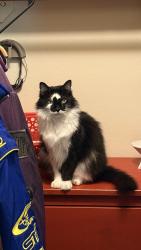 Lost Male Cat last seen Burkdale Dr & Rosstown Ct, Sugar Land, TX 77478