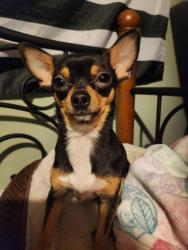Lost Female Dog last seen Vaughn and Borden, San Fernando, CA 91340