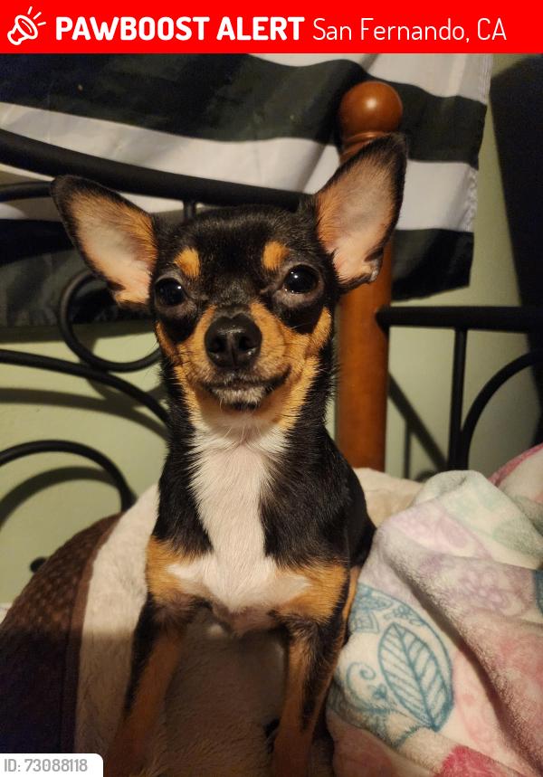 Lost Female Dog last seen Vaughn and Borden, San Fernando, CA 91340