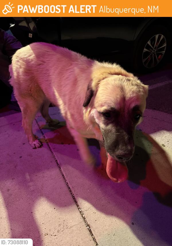 Found/Stray Male Dog last seen Constitution and eubank, at loves cannabis dispensary, Albuquerque, NM 87112