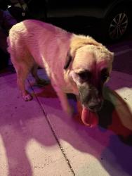Found/Stray Male Dog last seen Constitution and eubank, at loves cannabis dispensary, Albuquerque, NM 87112