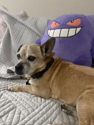 Reunited Male Dog last seen Near Dozier St, Los Angeles, CA 90063, USA, Los Angeles, CA 90063