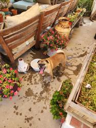 Found/Stray Male Dog last seen Marine Ave and Prairie Ave, Hawthorne, CA 90250