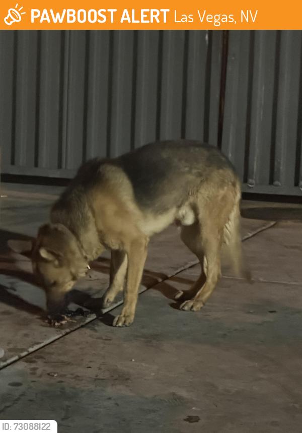 Found/Stray Male Dog last seen Famous Dave's, Las Vegas, NV 89108