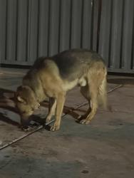 Found/Stray Male Dog last seen Famous Dave's, Las Vegas, NV 89108