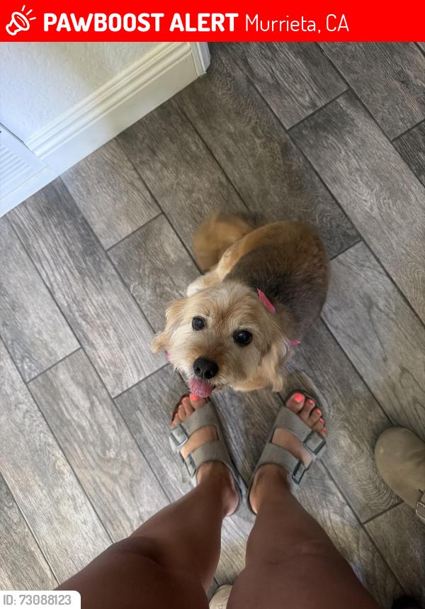Lost Female Dog last seen Las Brisa’s, Murrieta, CA 92562
