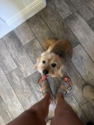 Lost Female Dog last seen Las Brisa’s, Murrieta, CA 92562