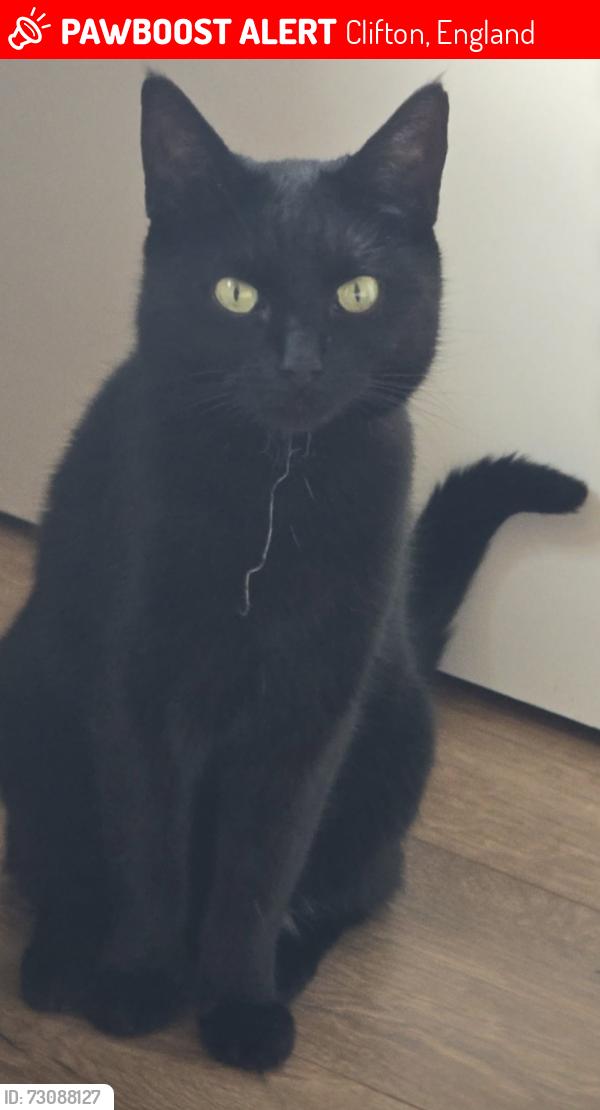Lost Female Cat last seen Haxby road, Clifton, England 