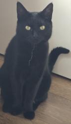 Lost Female Cat last seen Haxby road, Clifton, England 