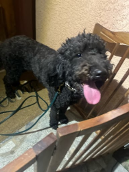 Reunited Female Dog last seen Mindora/Bombay in Sylmar, Los Angeles, CA 91342