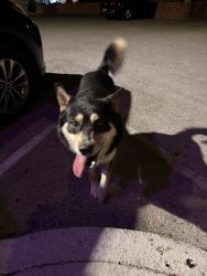 Found/Stray Male Dog last seen Constitution and eubank, Albuquerque, NM 87112
