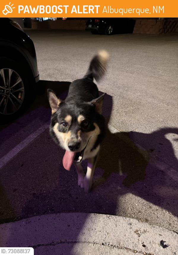 Found/Stray Male Dog last seen Constitution and eubank, Albuquerque, NM 87112