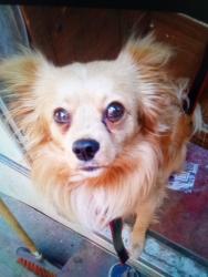 Lost Male Dog last seen Graham y Firestone, Los Angeles, CA 90002
