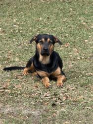 Reunited Male Dog last seen Southeaster cndmniums , New Smyrna Beach, FL 32169