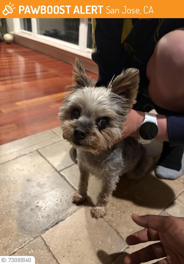 Found/Stray Female Dog last seen LeitZ elementary, San Jose, CA 95118