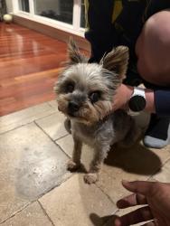 Found/Stray Female Dog last seen LeitZ elementary, San Jose, CA 95118