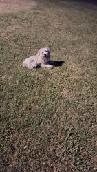Found/Stray Unknown Dog last seen At the park next to the school, Glendale, AZ 85303