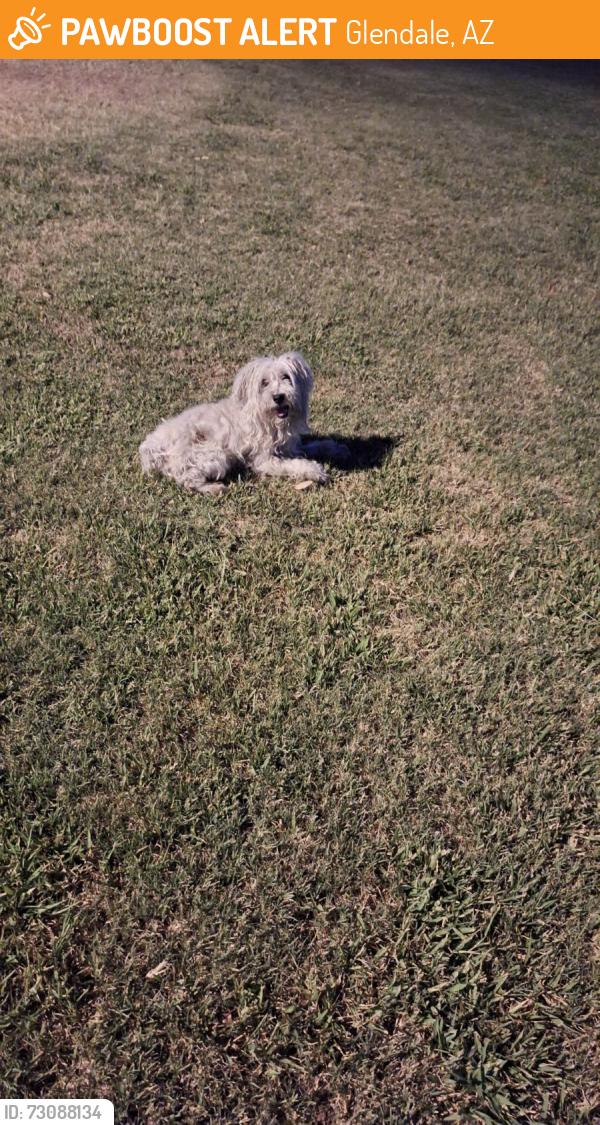 Found/Stray Unknown Dog last seen At the park next to the school, Glendale, AZ 85303