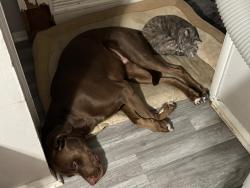 Reunited Male Dog last seen Birchdale Dr and Sunset Dr, Elgin, IL 60123